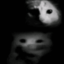 hush emote