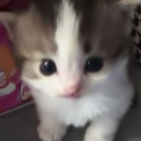 gato2 Emote