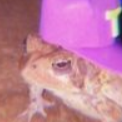 fwog Emote