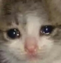 cat_cateee emote