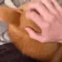 HelloShiba emote