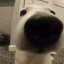 dogSniffing emote