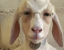 panchogordo emote