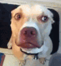 nieeee emote