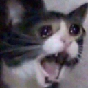 no emote
