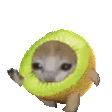 catkiwi emote