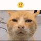 ayo emote
