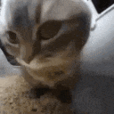 CatJiggy emote