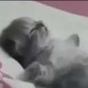 catsleep emote