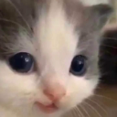 swtkitty emote