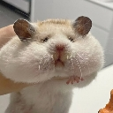 fathamster emote