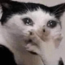Cat_Cry emote