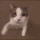 emoji_110 emote