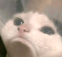basing emote