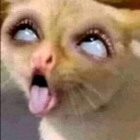 cat emote