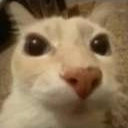Apocositilin emote