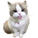 cutecattongue Emote