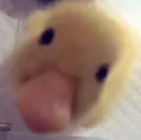Duck_stare emote