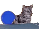 FnT_Cat_Pingpong Emote