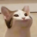 popcat emote