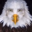eagle emote