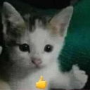 catkkk Emote