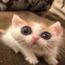 SquonkCat Emote