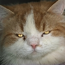 grr Emote