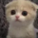 meow emote