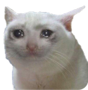 sadcat emote