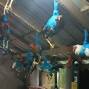 chicken emote