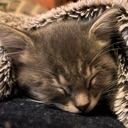 93847sleepycarcat Emote