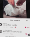 rebbit emote