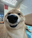 mdogSmile emote
