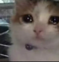 billicri Emote