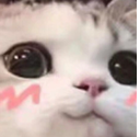 uwucat emote