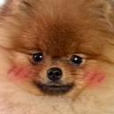 0_TeddyBlush Emote