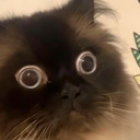 slight_panic emote