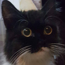 QuitTuxedo emote