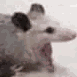 ratScream emote