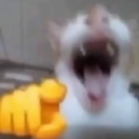 catlaughing emote