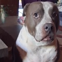 biscuit emote