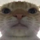 B_cat_face emote