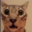 bocat Emote