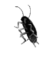 Jumpblackroach Emote
