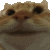 cat_yes emote