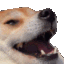 dogehaha emote