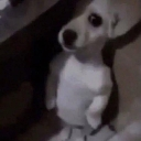 emoji_41 emote