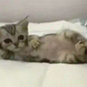 Meoww emote