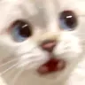 CatWhaa emote